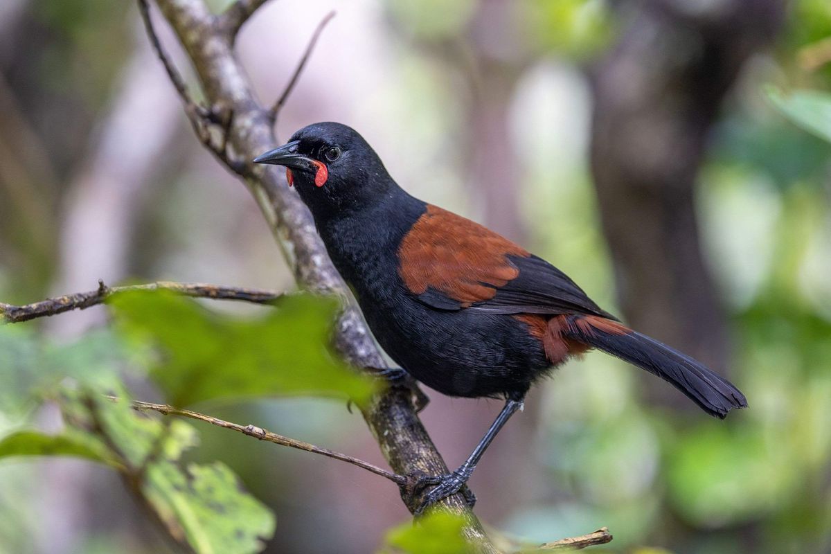 The Tieke Story The Tieke Story